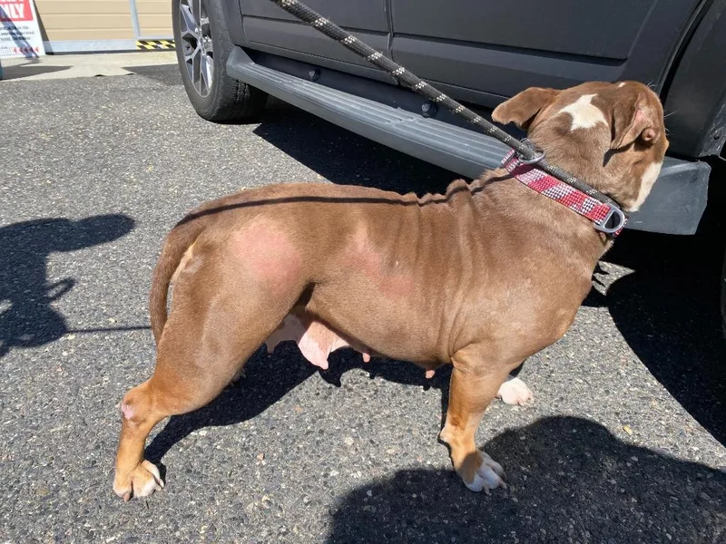 An adult large-sized female English Bulldog dog named Eloise for adoption in Ewing, NJ