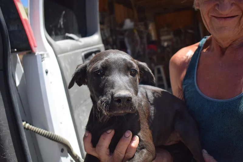 A baby medium-sized female Labrador Retriever dog named Tabatha for adoption in Pahrump, NV
