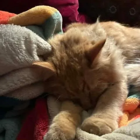 A young medium-sized male Tabby (Orange / Red) Domestic Long Hair cat named Ollie for adoption in Gladstone, OR