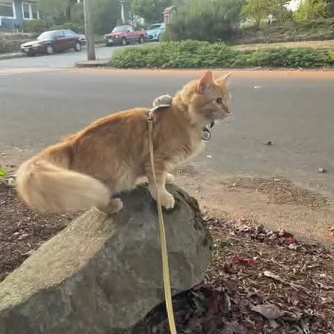 Ollie thumbnail 5