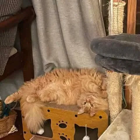 Ollie thumbnail 6