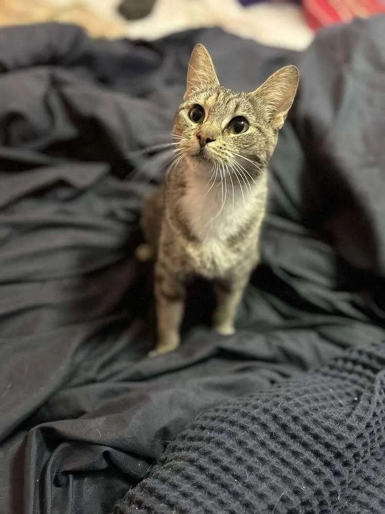 An adult medium-sized female Brown / Chocolate Domestic Short Hair cat named Abigail for adoption in Statesboro, GA