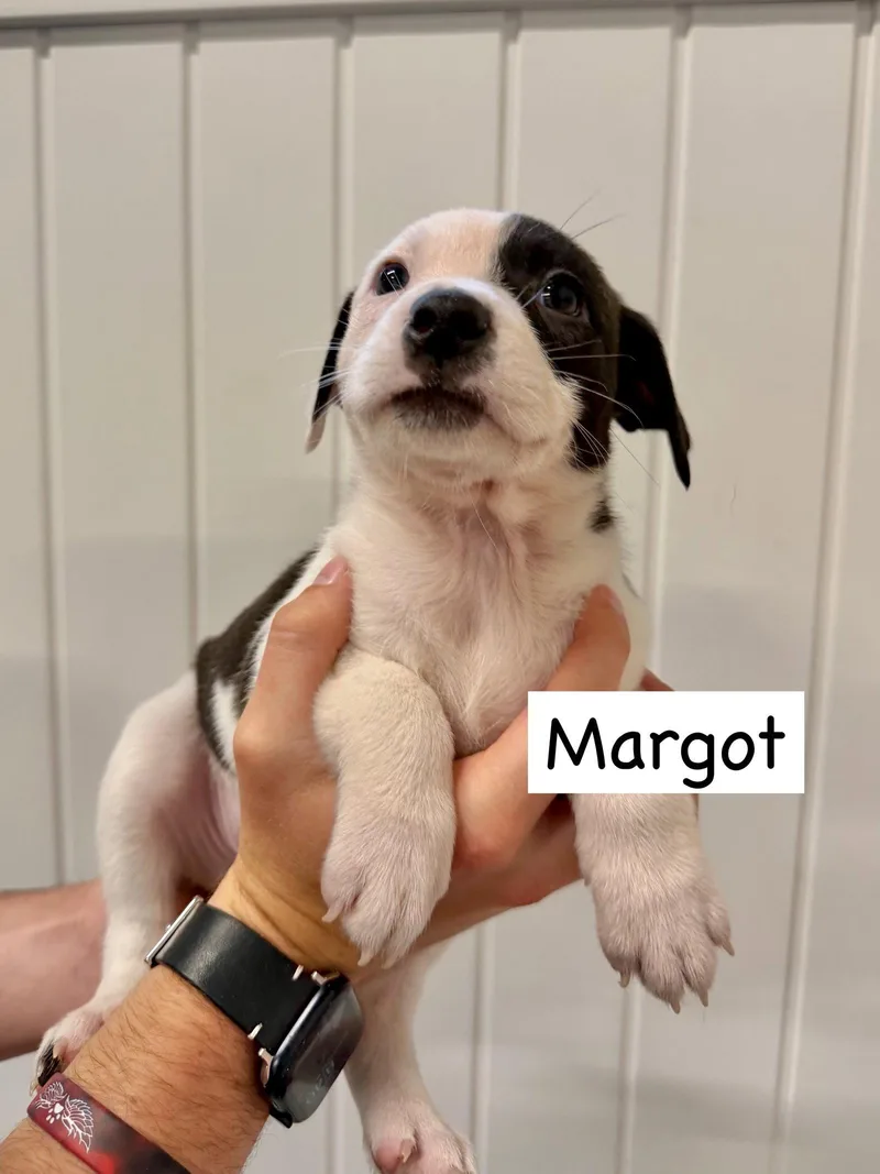 Margot thumbnail 2