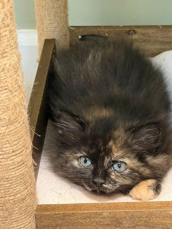 A young medium-sized female Tortoiseshell cat named Syrah for adoption in Knoxville, TN