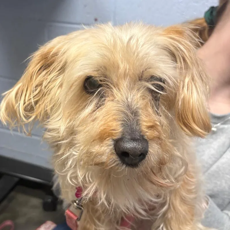 A senior small-sized female Yellow / Tan / Blond / Fawn Mixed Breed dog named Justice for adoption in DeKalb, IL
