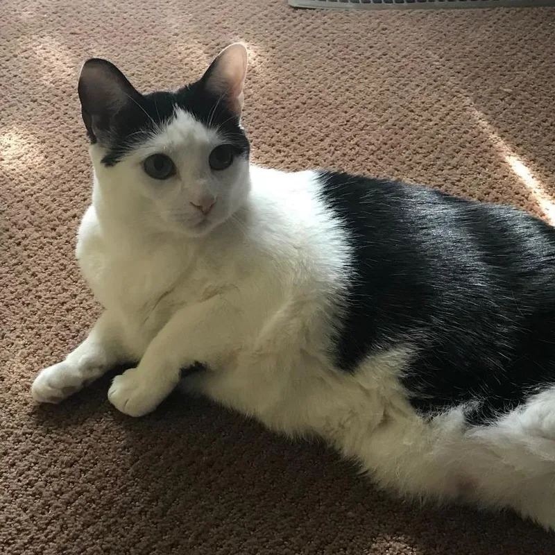 Oreo
