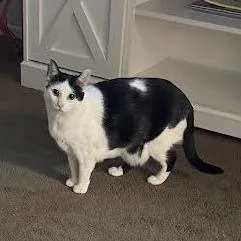 Oreo thumbnail 3