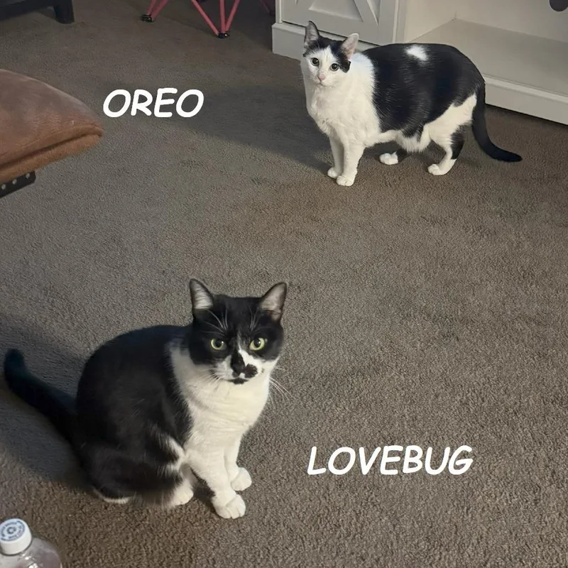 Oreo thumbnail 4