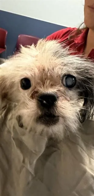An adult small-sized female Shih Tzu dog named Kari for adoption in Miami, FL