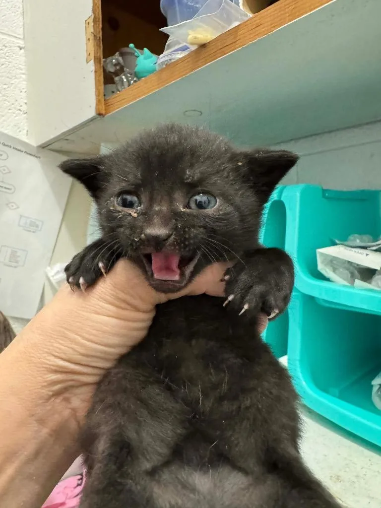 A baby medium-sized male Domestic Short Hair cat named Veldora for adoption in Johnson City, TN