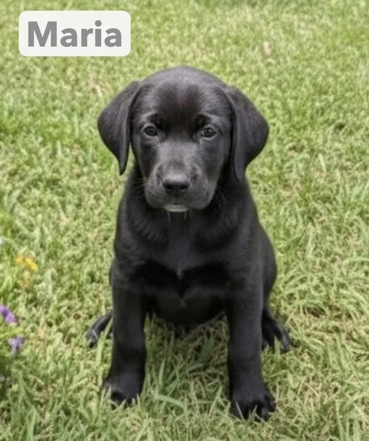 A baby medium-sized female Tricolor (Brown, Black, & White) Labrador Retriever dog named Babe Maria for adoption in Washington, DC
