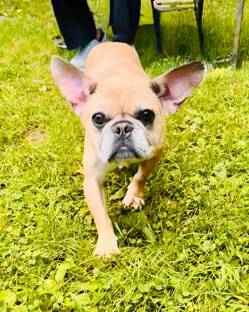 A young medium-sized female Mixed Breed dog named Dorey for adoption in Spring Lake, NJ