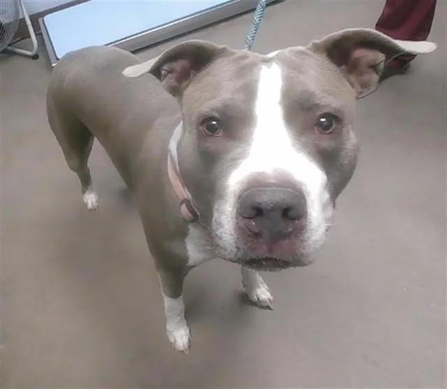 An adult large-sized female Pit Bull Terrier dog named Gracie for adoption in Phoenix, AZ