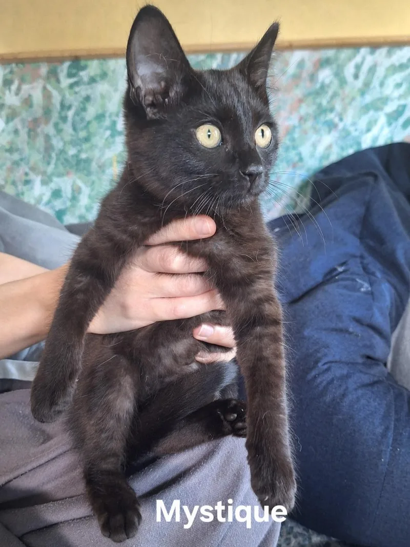 A baby medium-sized female Black Domestic Short Hair cat named Mystique for adoption in Chicopee, MA