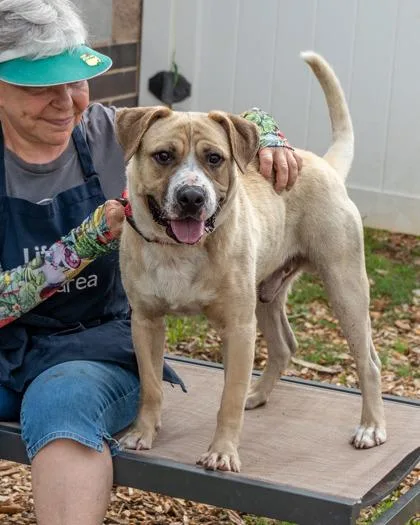 An adult large-sized male Mixed Breed dog named Rudy for adoption in Chamblee, GA