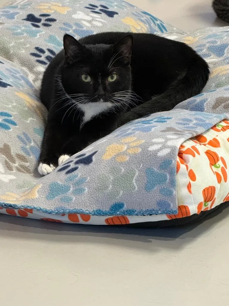 A young small-sized female Domestic Short Hair cat named Nebula for adoption in Dalton, GA