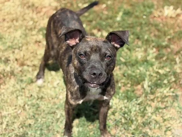 A young medium-sized male Pit Bull Terrier dog named Finn for adoption in Tulsa, OK
