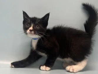 A baby small-sized male Domestic Short Hair cat named Jay for adoption in Golden Valley, MN