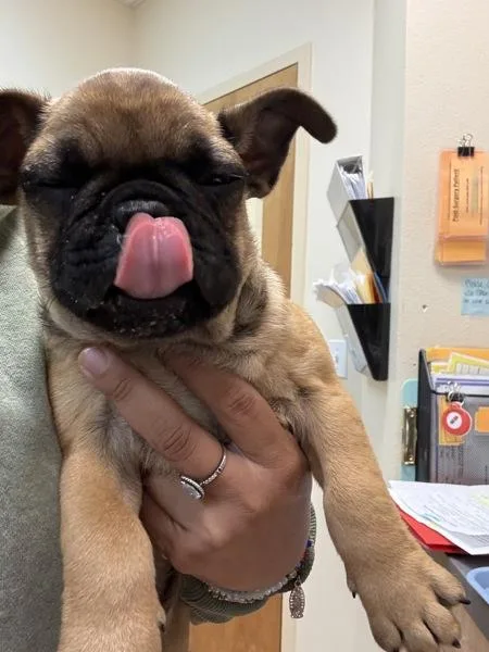 A baby small-sized male French Bulldog dog named Stephen C for adoption in Kennewick, WA