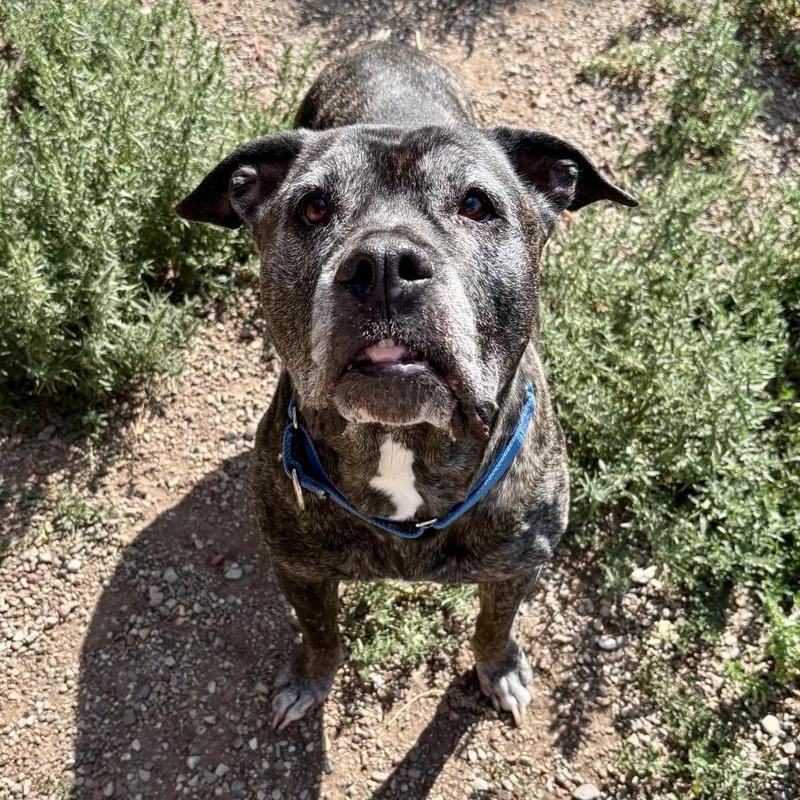 A senior large-sized female Brindle Pit Bull Terrier dog named Zella for adoption in Glenwood Springs, CO