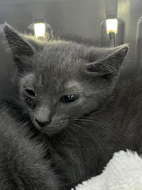 A baby small-sized male Domestic Short Hair cat named Percy for adoption in Fort Lauderdale, FL