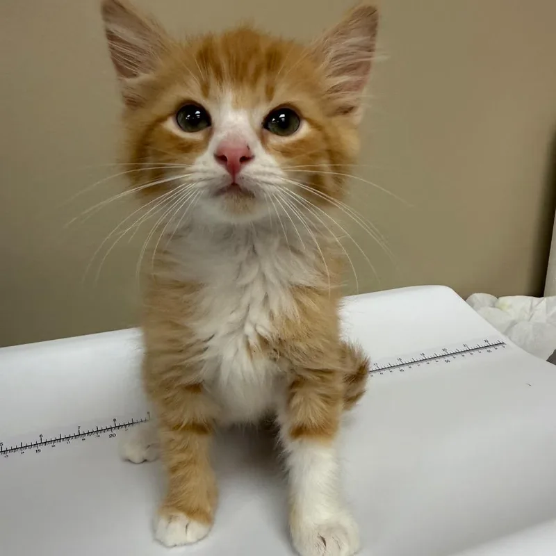 A baby small-sized male Orange / Red Domestic Long Hair cat named Gonzo for adoption in Birmingham, AL