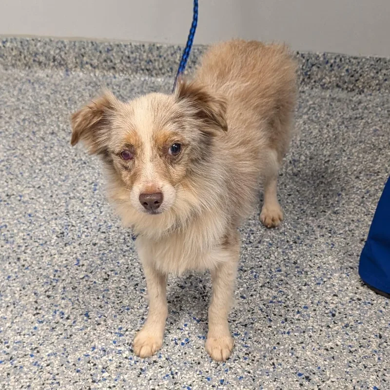 An adult small-sized male Yellow / Tan / Blond / Fawn Mixed Breed dog named Bentley for adoption in Greenville, SC