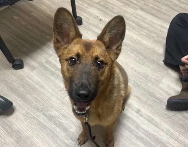 A young medium-sized male Belgian Shepherd / Sheepdog dog named Niko for adoption in Oceanside, CA
