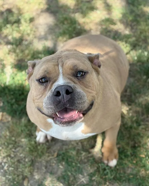 Mister Squishmallow
