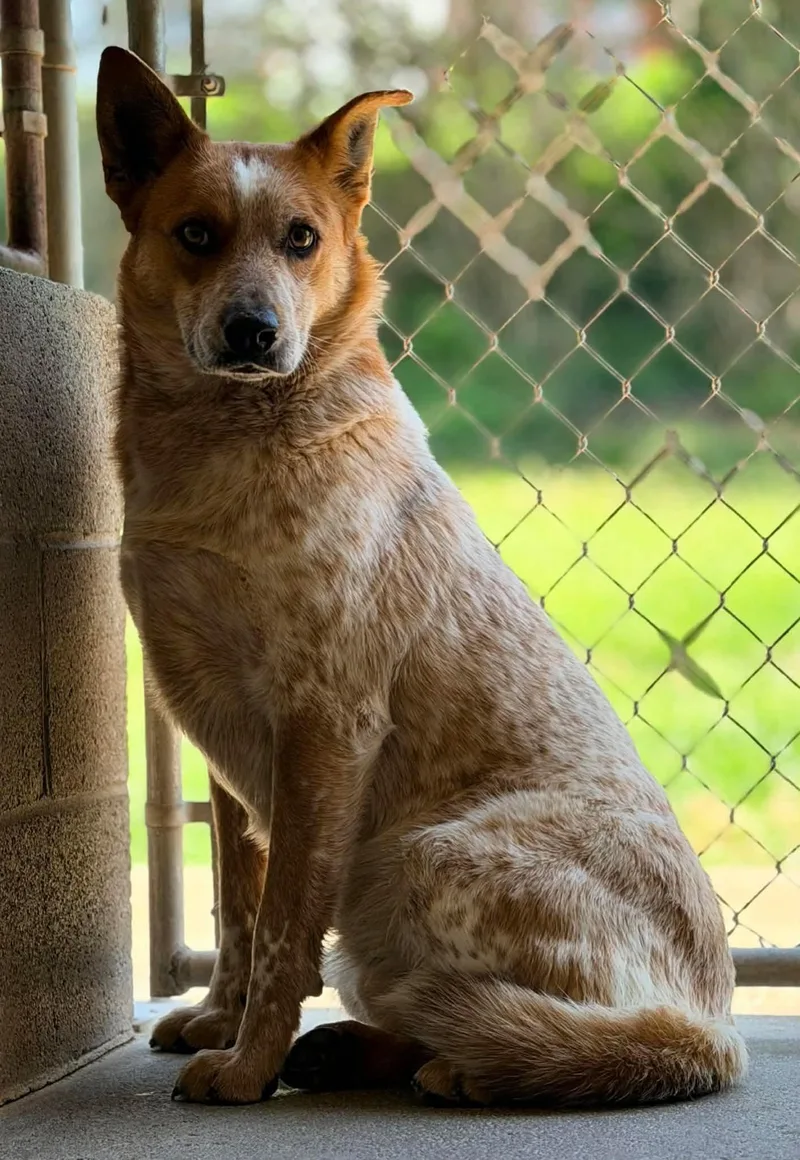 An adult medium-sized male Australian Cattle Dog / Blue Heeler dog named Zeke for adoption in Harrodsburg, KY