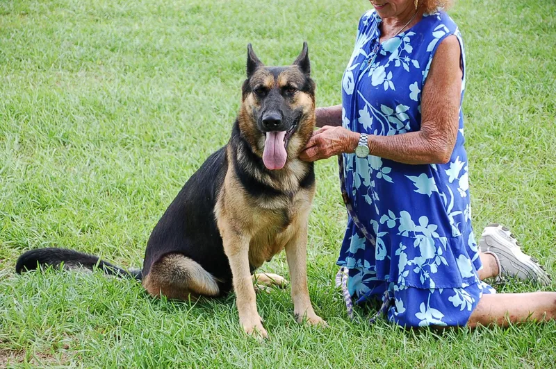 An adult large-sized female German Shepherd Dog dog named Joy for adoption in Preston, CT