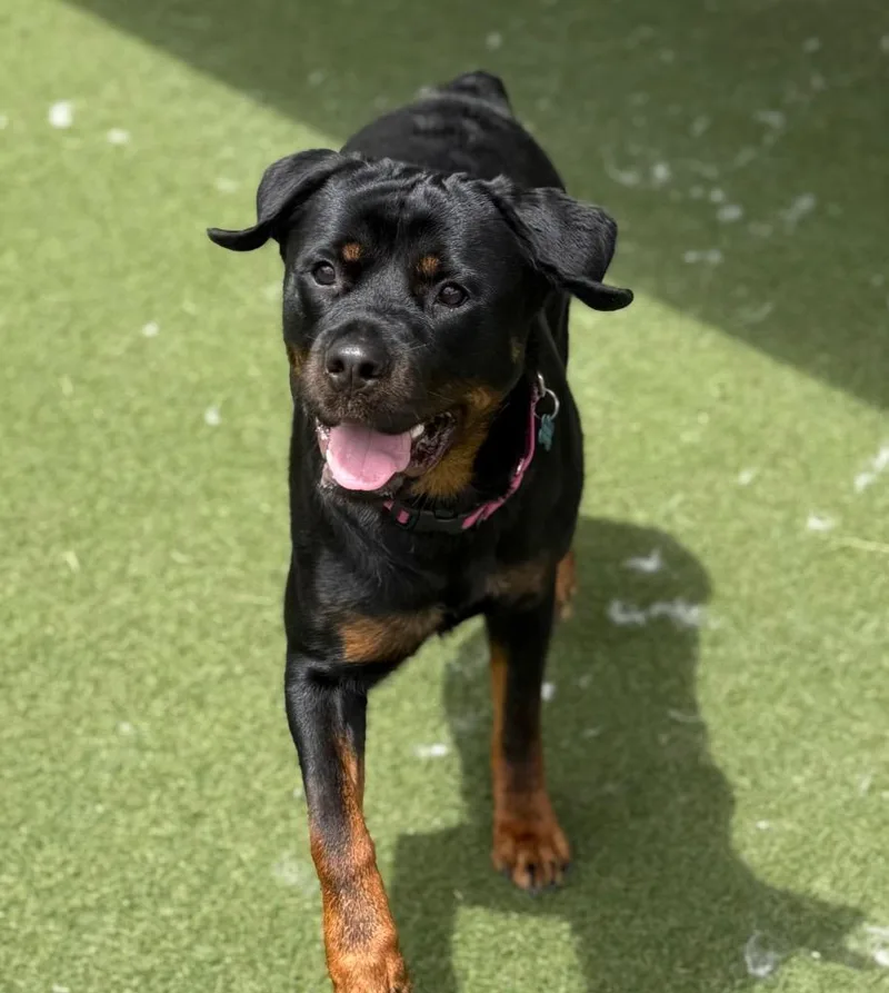 A young large-sized female Rottweiler dog named Remy for adoption in Columbia, IL