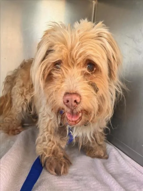A senior small-sized male Maltese dog named Luigy for adoption in Woodland, CA