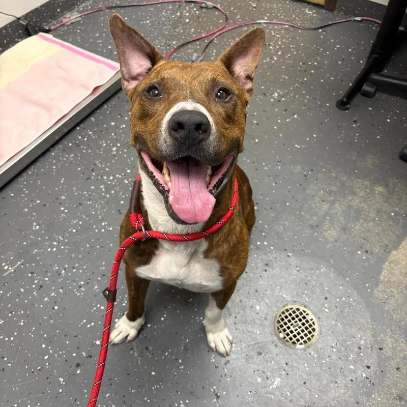 An adult large-sized male Brindle Mixed Breed dog named Milk Bone for adoption in Columbiana, AL