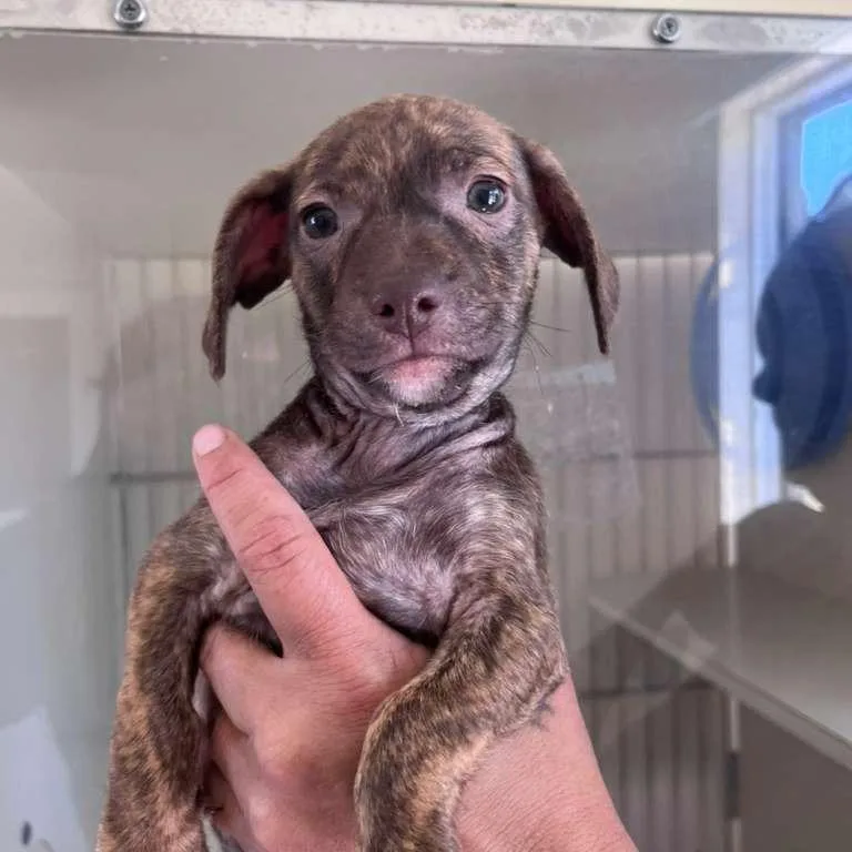 A baby small-sized male Brown / Chocolate Chihuahua dog named Flit for adoption in San Pablo, CA