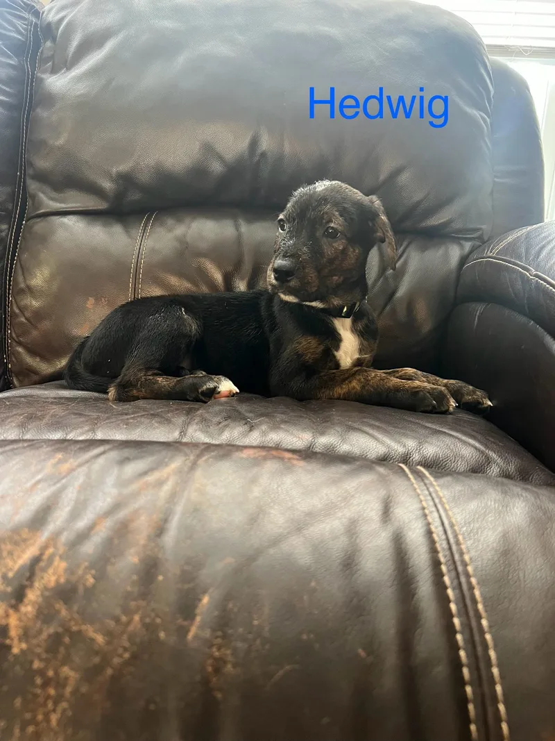 A baby large-sized male Brindle Labrador Retriever dog named Hedwig for adoption in Davisburg, MI