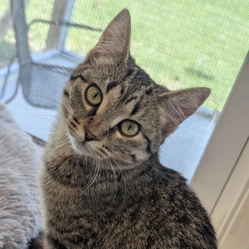 A baby medium-sized female Tabby (Brown / Chocolate) Domestic Short Hair cat named Shuffle for adoption in Fenton, MI
