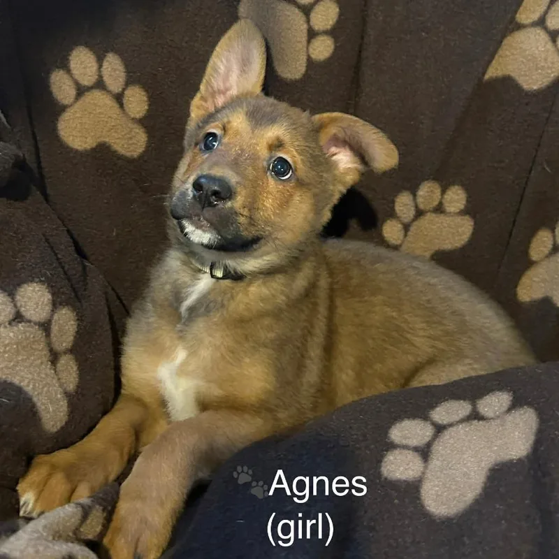 A baby medium-sized female Brown / Chocolate Mixed Breed dog named Agnes for adoption in DeKalb, IL
