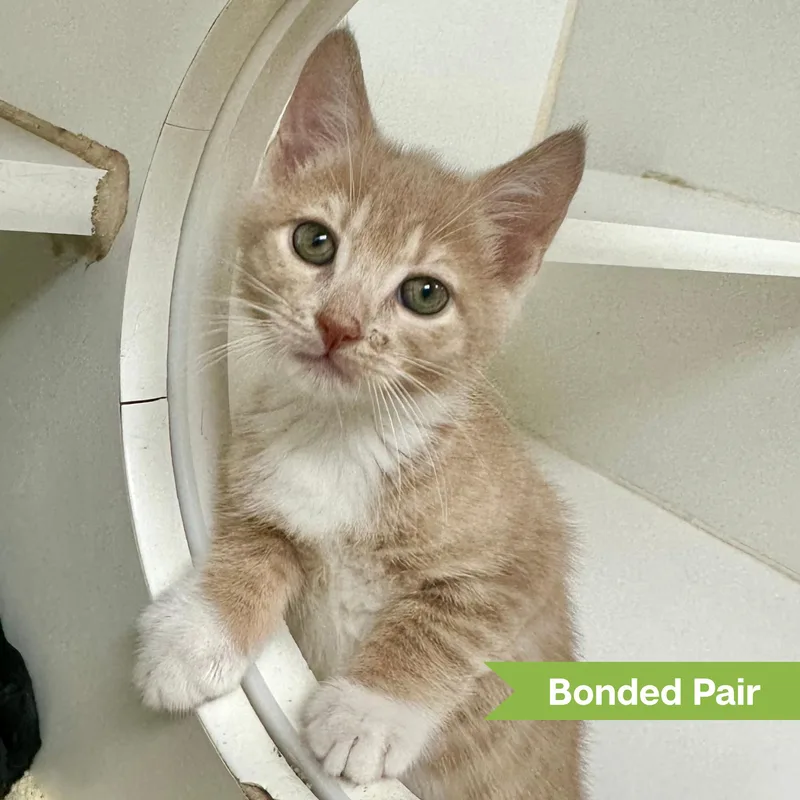 A young medium-sized female Buff / Tan / Fawn Domestic Short Hair cat named Twix for adoption in Reisterstown, MD