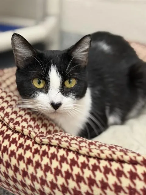 A young medium-sized female Domestic Short Hair cat named Bella for adoption in Naples, FL