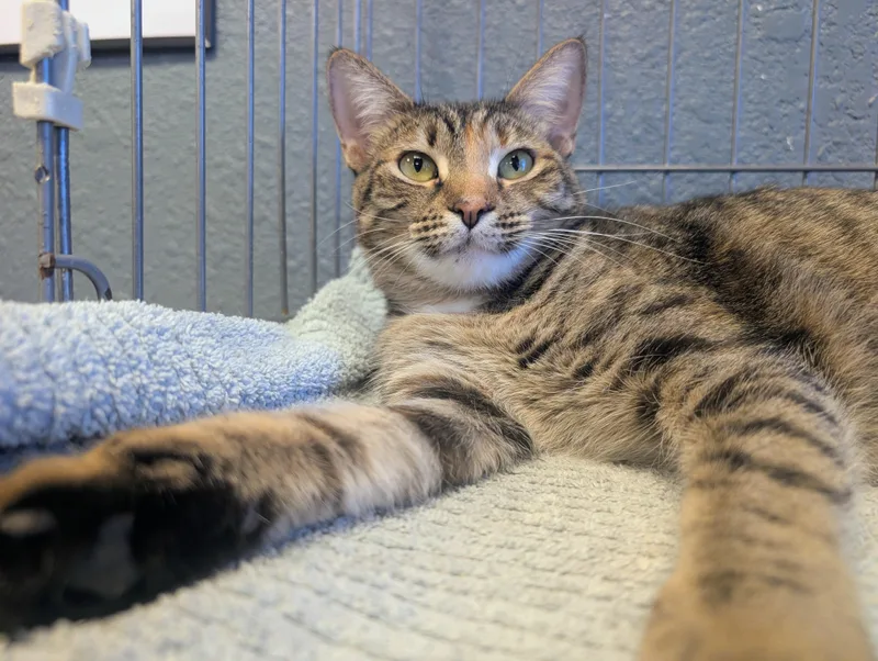 A young medium-sized female Tabby (Buff / Tan / Fawn) Domestic Short Hair cat named Taffy for adoption in Palm Harbor, FL