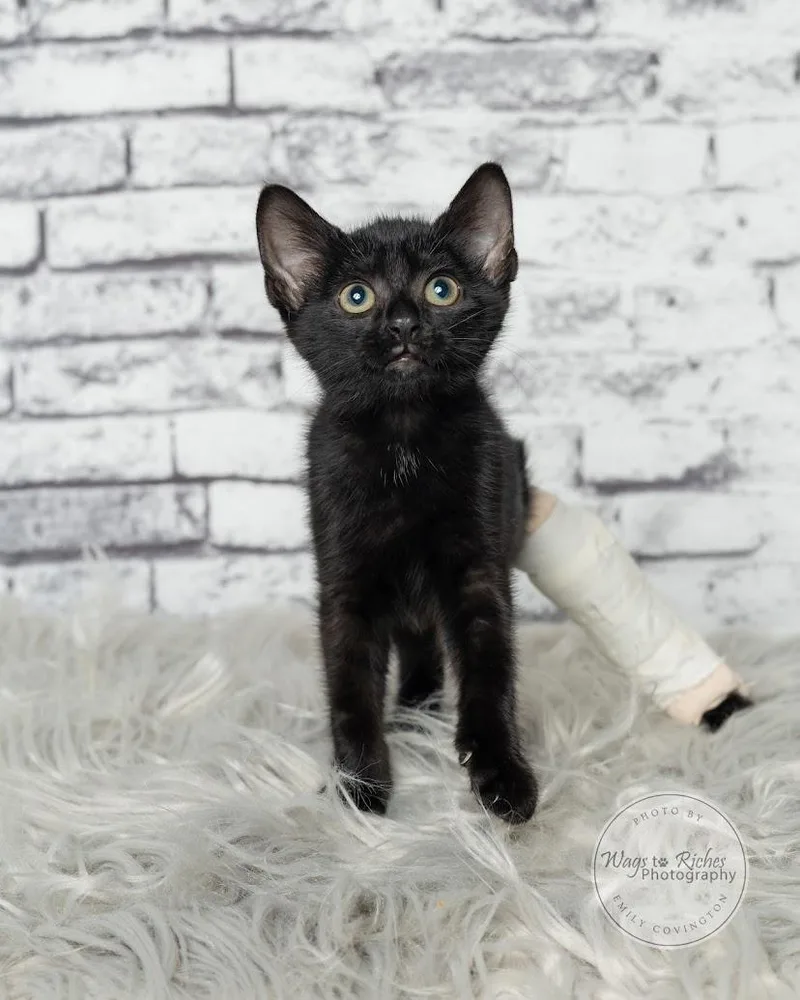 A baby medium-sized female Black Bombay cat named Lady for adoption in Tuscaloosa, AL