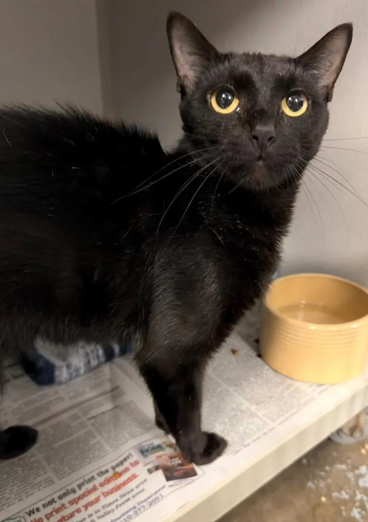A young medium-sized female Domestic Short Hair cat named Maude for adoption in Pottsville, PA