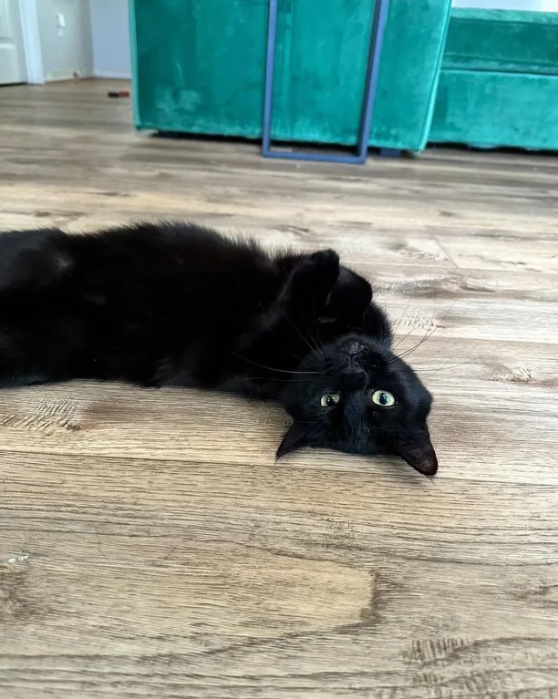 An adult medium-sized male Domestic Short Hair cat named Lynx for adoption in DICKSON, TN