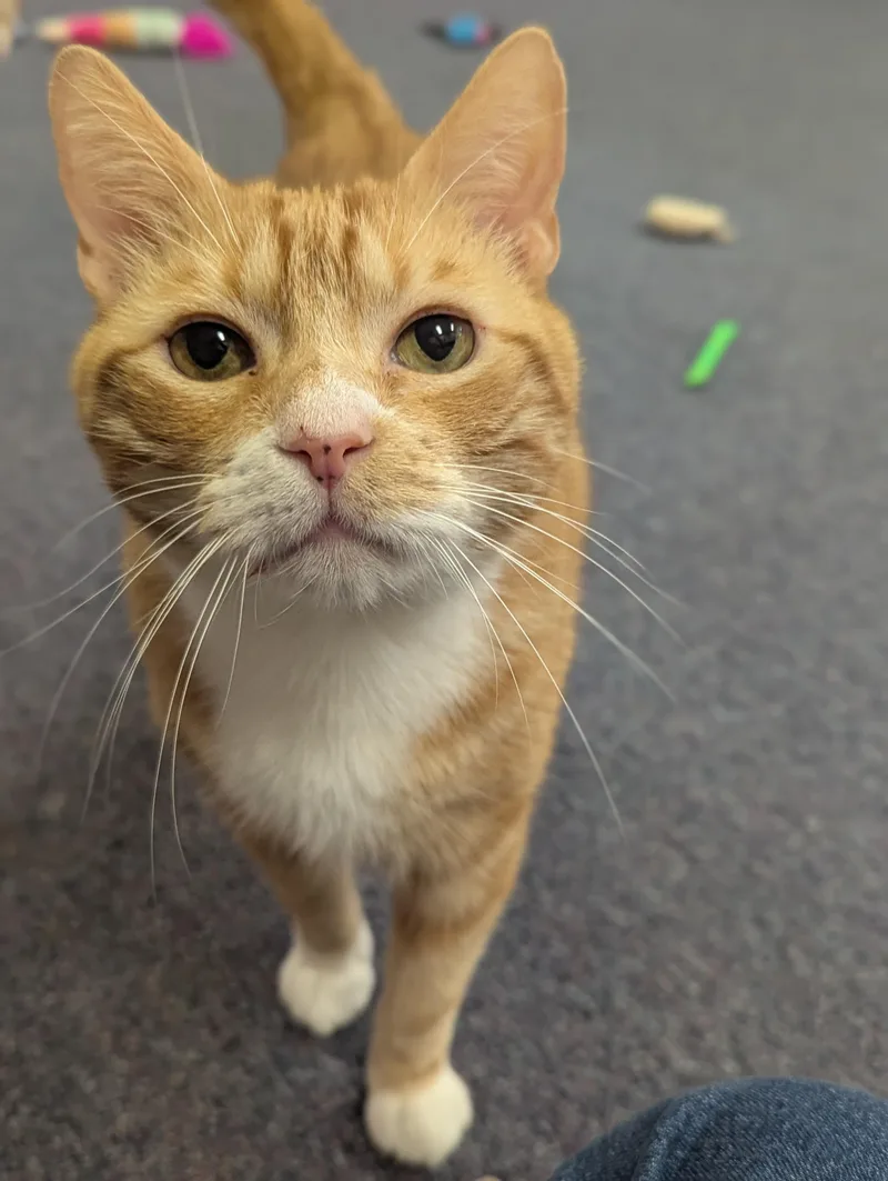 An adult medium-sized male Orange & White Domestic Short Hair cat named Heathcliff for adoption in Salem, MA