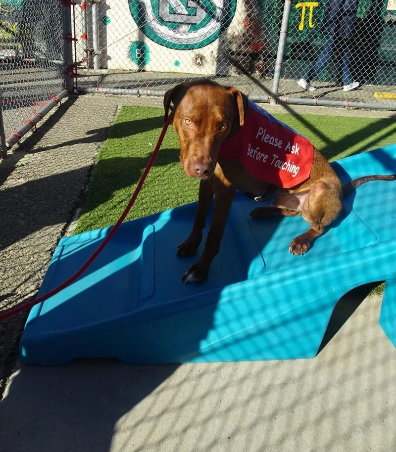 An adult large-sized male Brindle Mixed Breed dog named Rusty  Pob for adoption in Shingle Springs, CA
