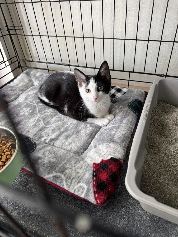 A baby small-sized female Black & White / Tuxedo Domestic Short Hair cat named Possum for adoption in O'Fallon, MO