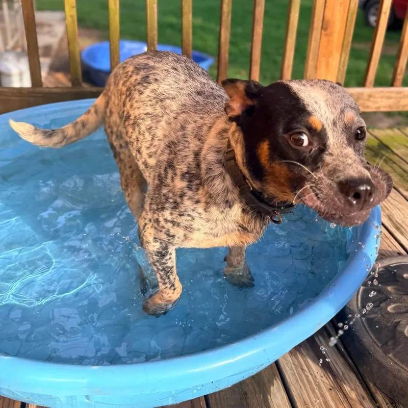 A young medium-sized female Cattle Dog dog named Keke for adoption in New York, NY