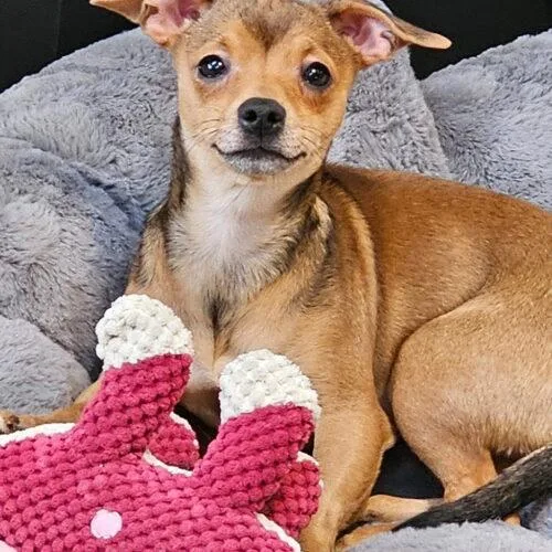 A young small-sized female Bicolor Chihuahua dog named Hero Sussex for adoption in Rockaway, NJ