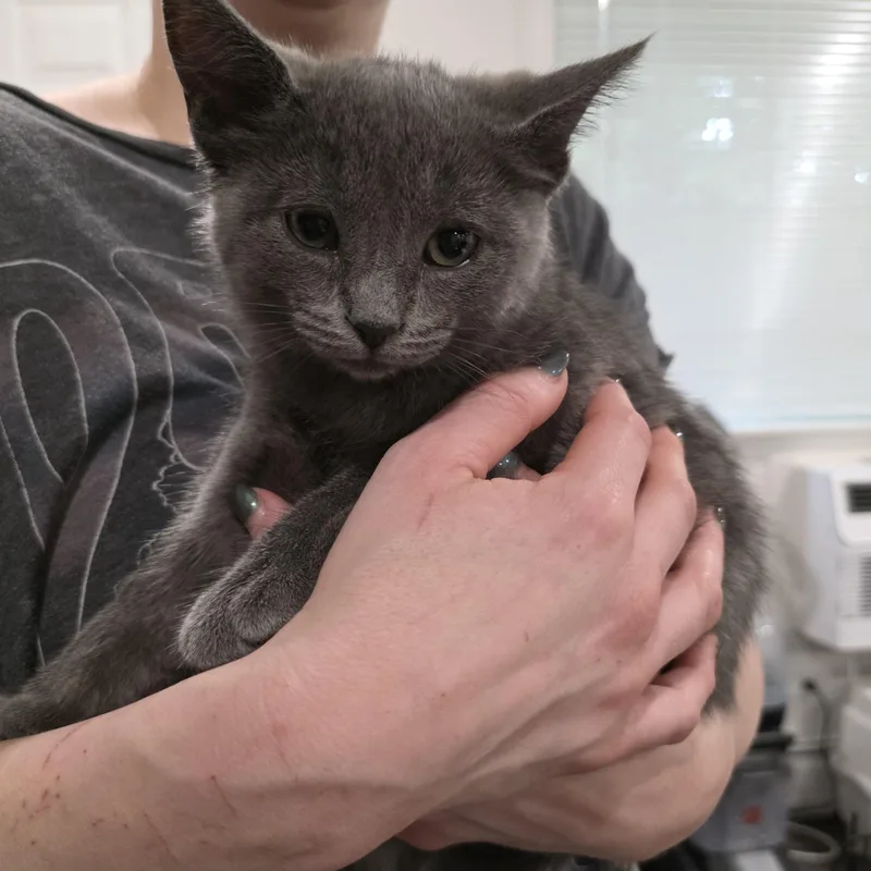 A baby medium-sized female Gray / Blue / Silver Domestic Short Hair cat named Bristle for adoption in Moriches, NY